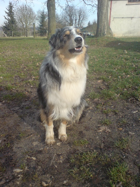 Briska blue D'amour de la barbottiere