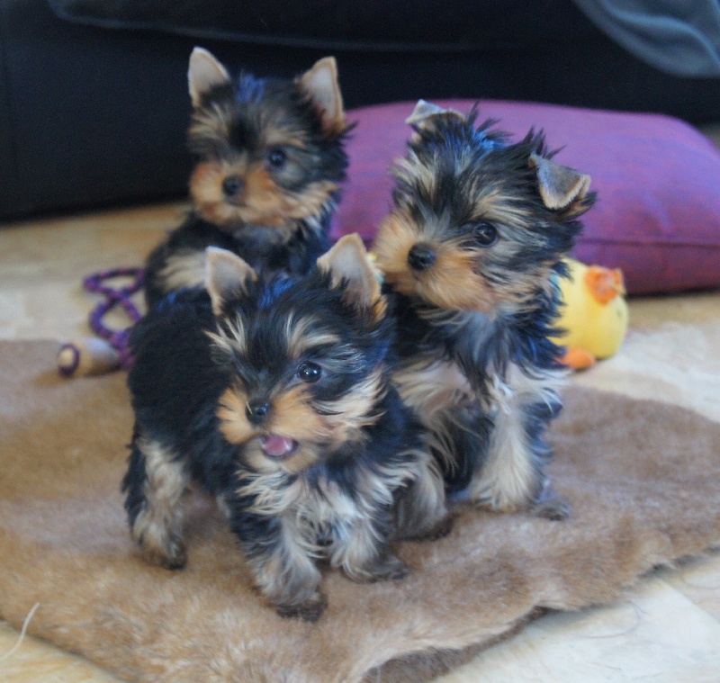 du domaine du Vent Qui Chante - Yorkshire Terrier - Portée née le 16/12/2012