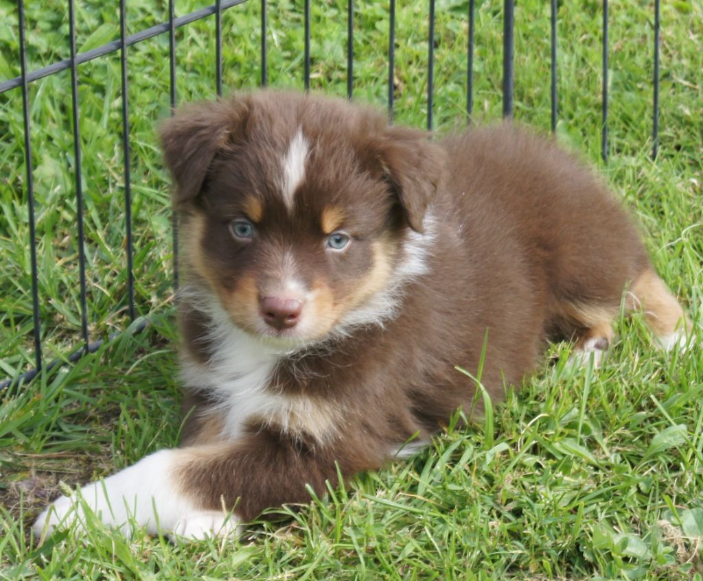 du domaine du Vent Qui Chante - Berger Australien - Portée née le 26/06/2021