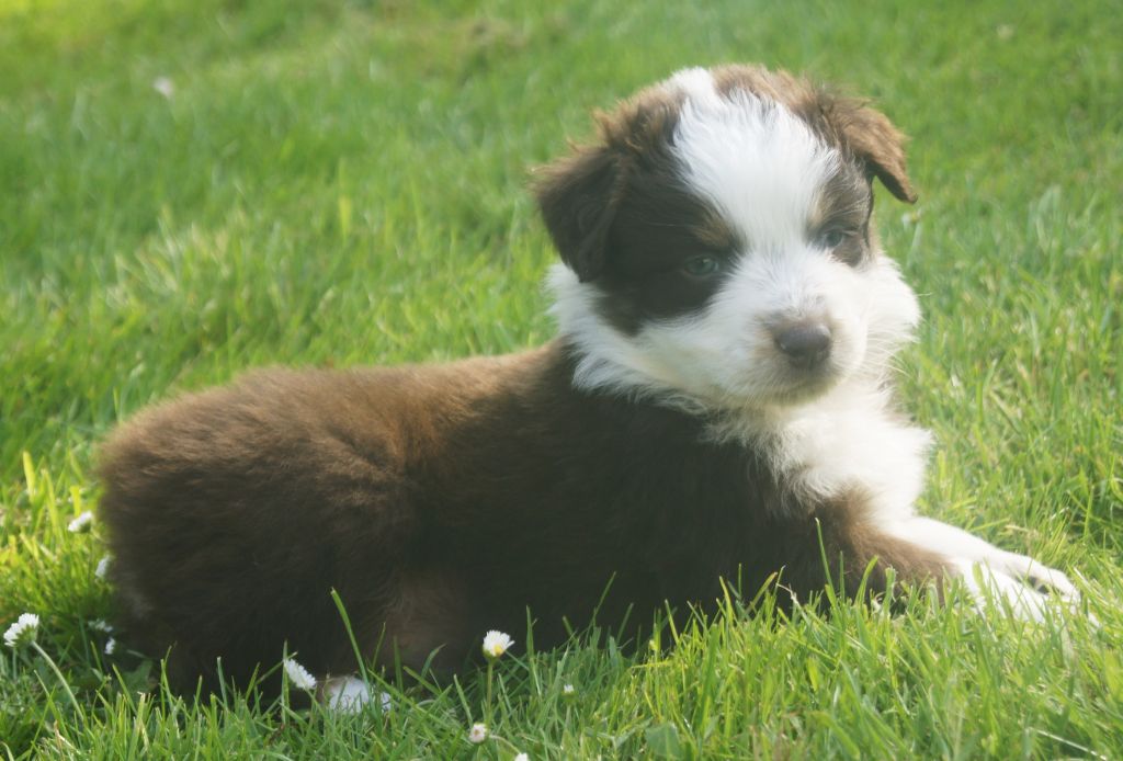 du domaine du Vent Qui Chante - Chiots disponibles - Berger Australien