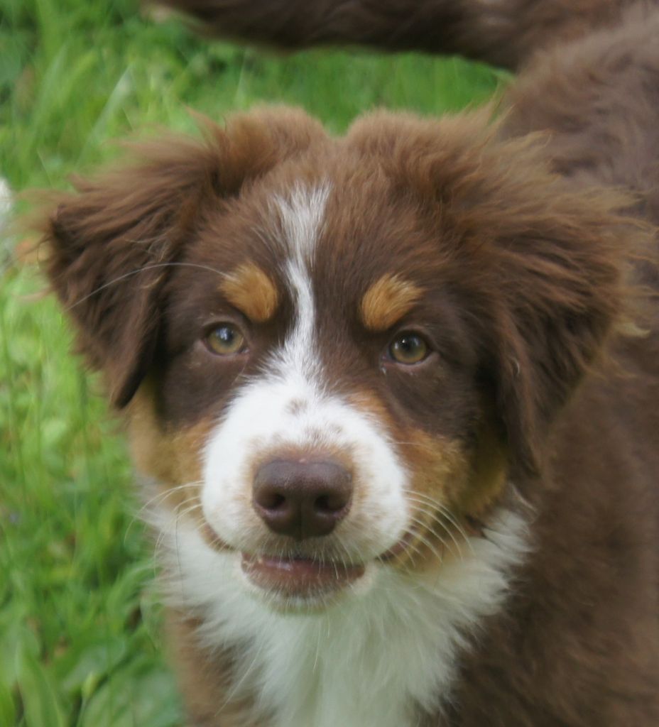 du domaine du Vent Qui Chante - Berger Australien - Portée née le 26/04/2023