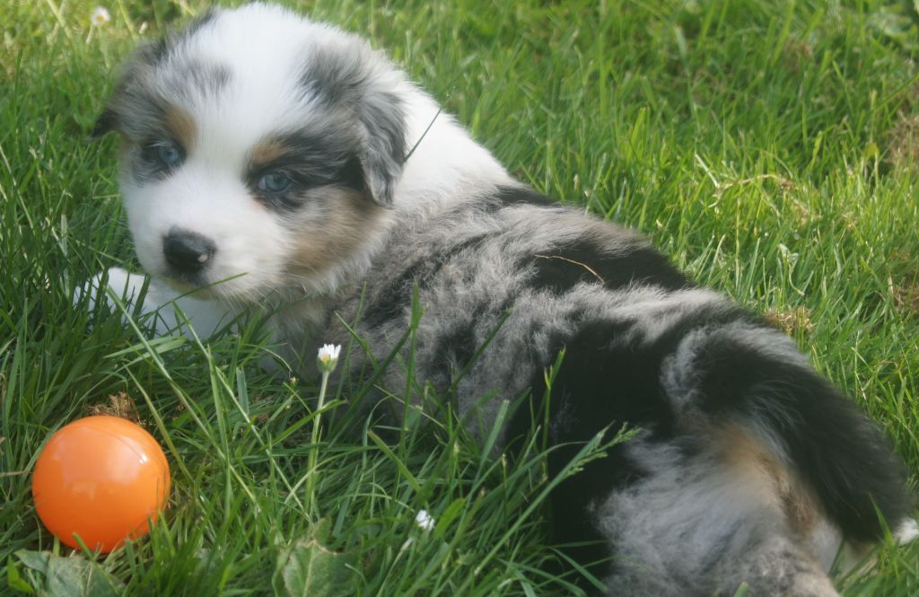 du domaine du Vent Qui Chante - Chiots disponibles - Berger Australien