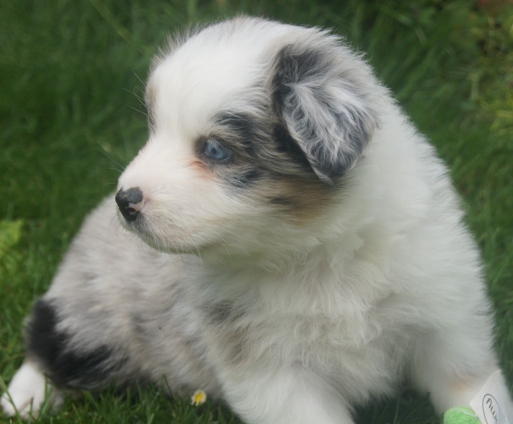 du domaine du Vent Qui Chante - Chiots disponibles - Berger Australien