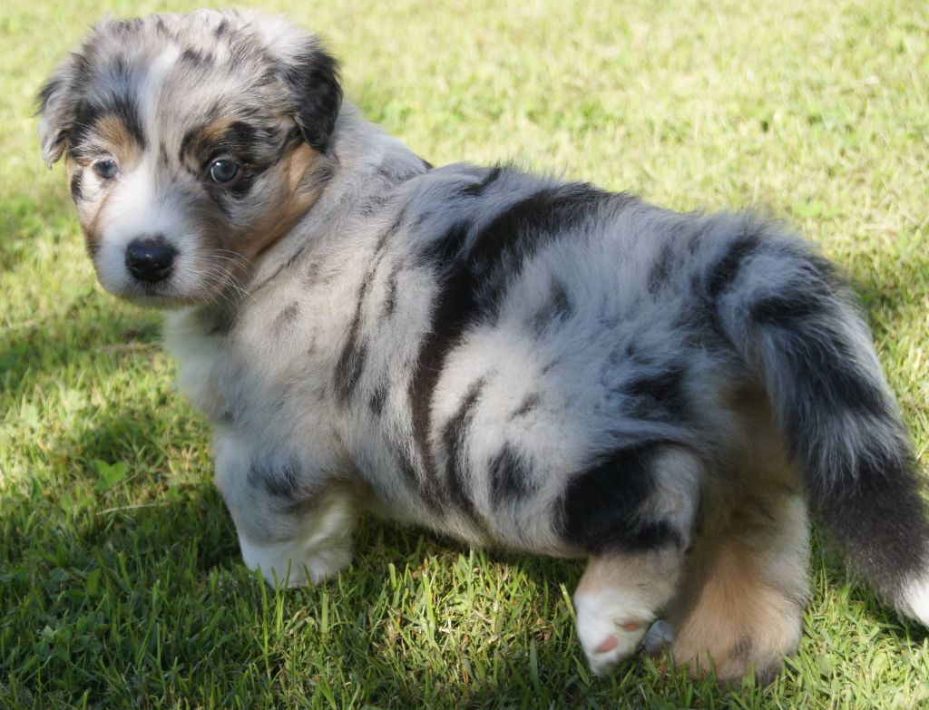 du domaine du Vent Qui Chante - Berger Australien - Portée née le 24/05/2021