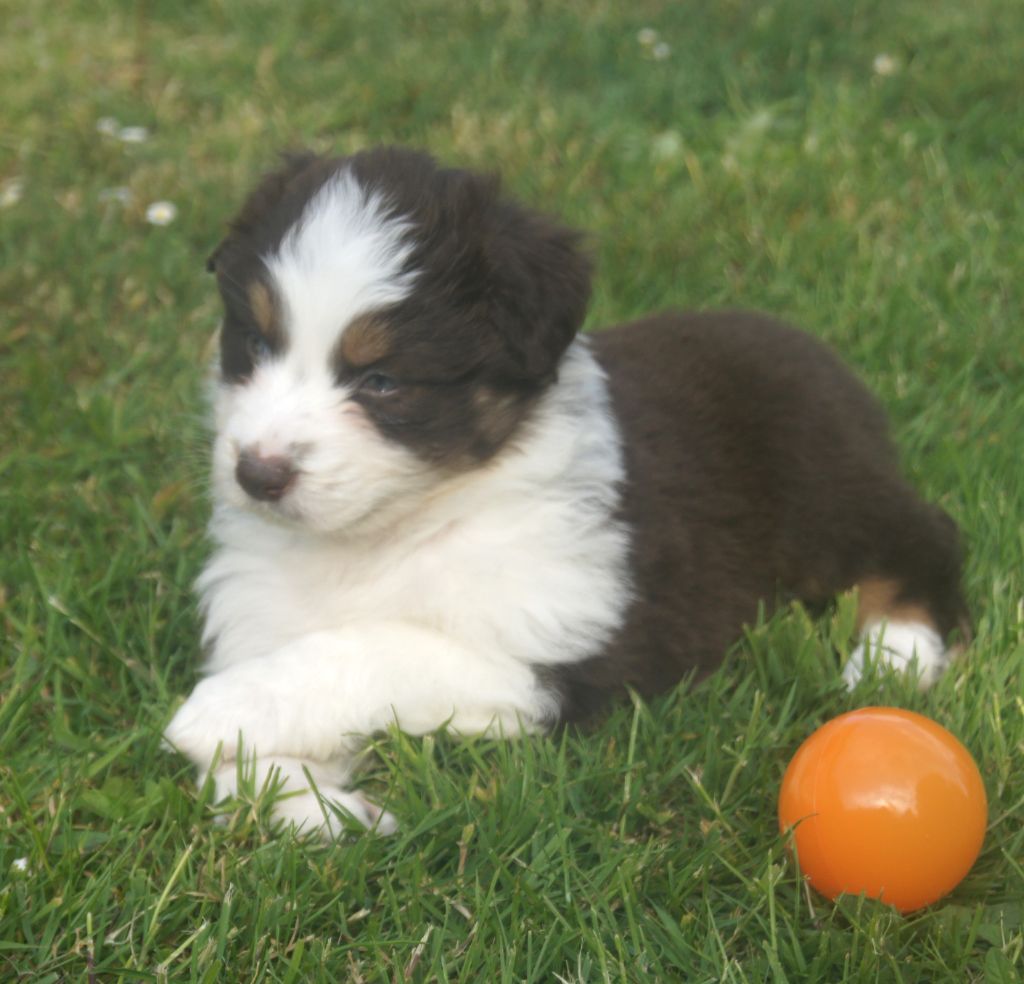 du domaine du Vent Qui Chante - Chiots disponibles - Berger Australien
