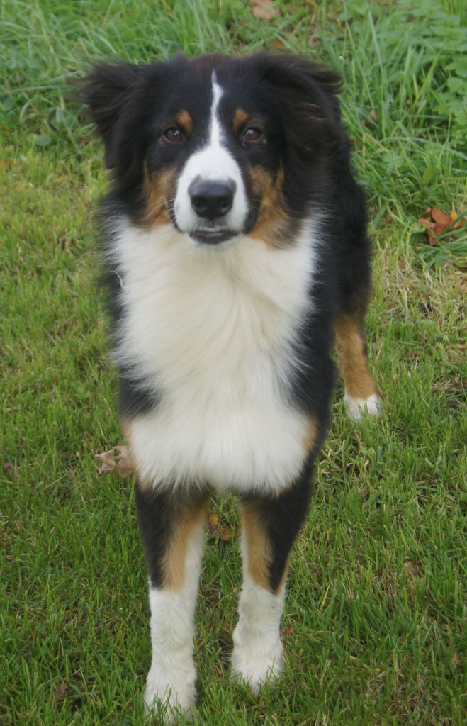 du domaine du Vent Qui Chante - Berger Australien - Portée née le 12/07/2022