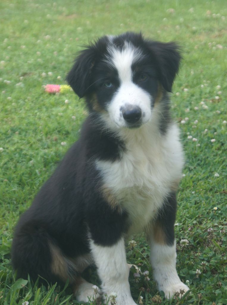 du domaine du Vent Qui Chante - Chiots disponibles - Berger Australien