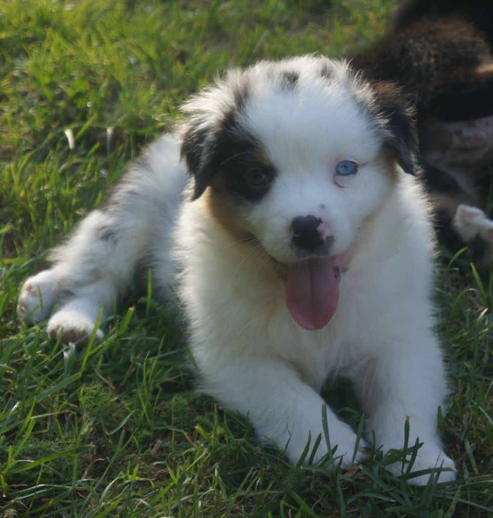 du domaine du Vent Qui Chante - Berger Australien - Portée née le 04/08/2023