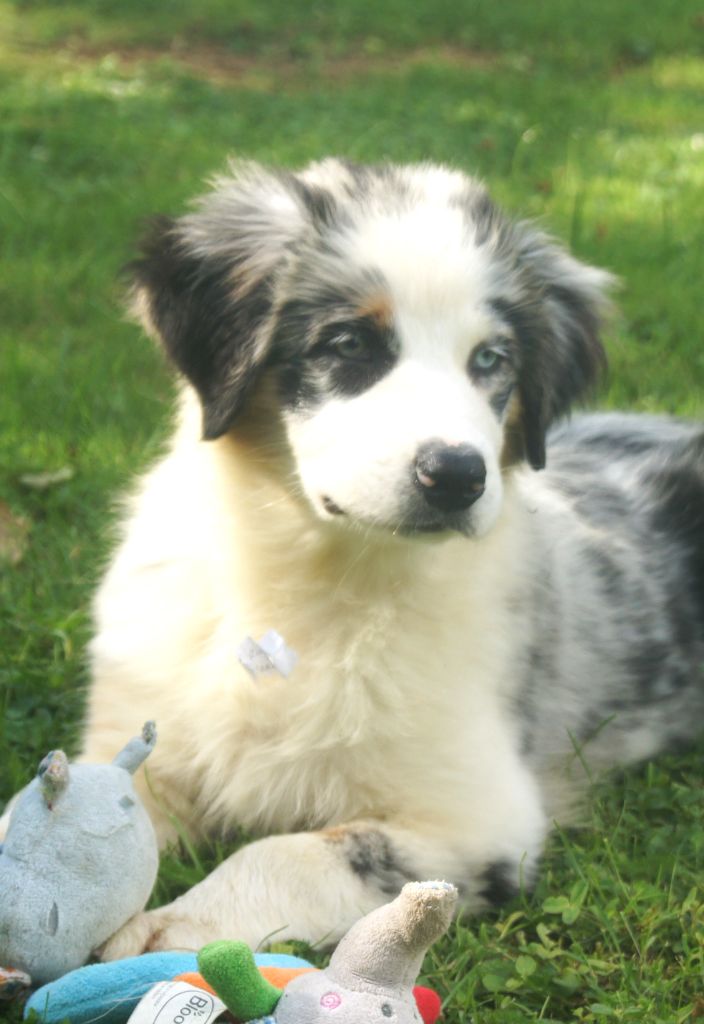 du domaine du Vent Qui Chante - Chiots disponibles - Berger Australien