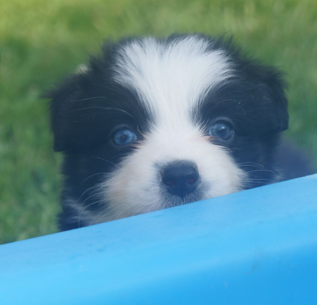 du domaine du Vent Qui Chante - Chiots disponibles - Berger Australien