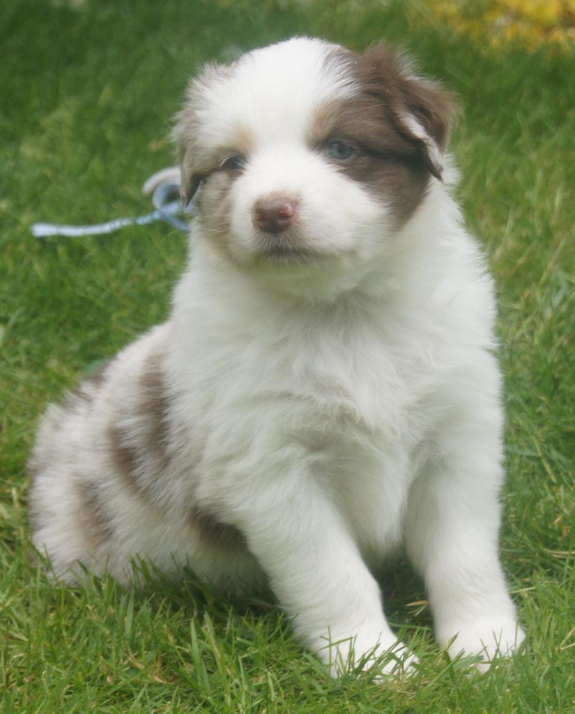 du domaine du Vent Qui Chante - Chiots disponibles - Berger Australien
