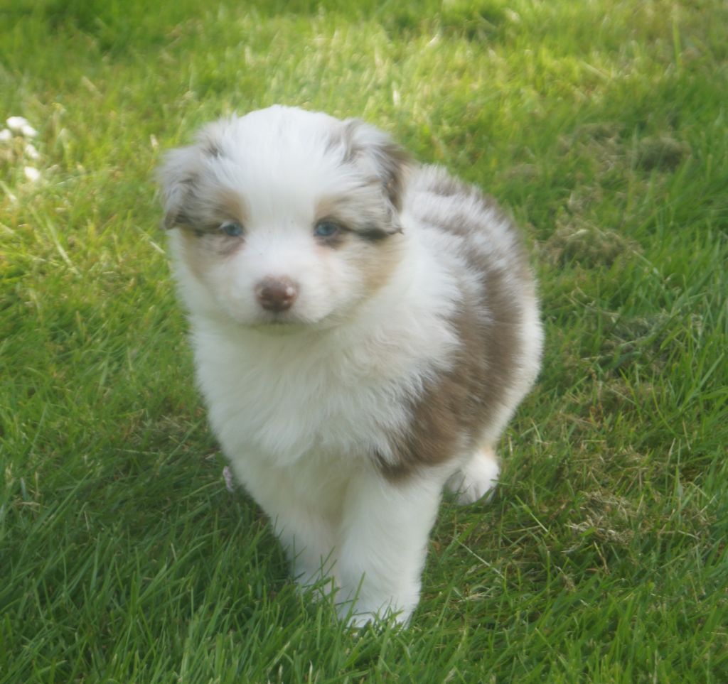 du domaine du Vent Qui Chante - Chiots disponibles - Berger Australien