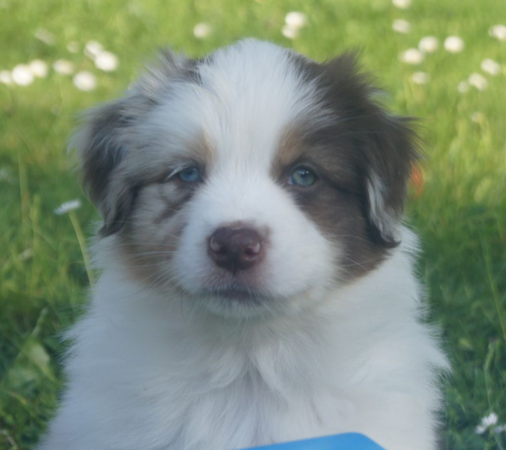 du domaine du Vent Qui Chante - Chiots disponibles - Berger Australien